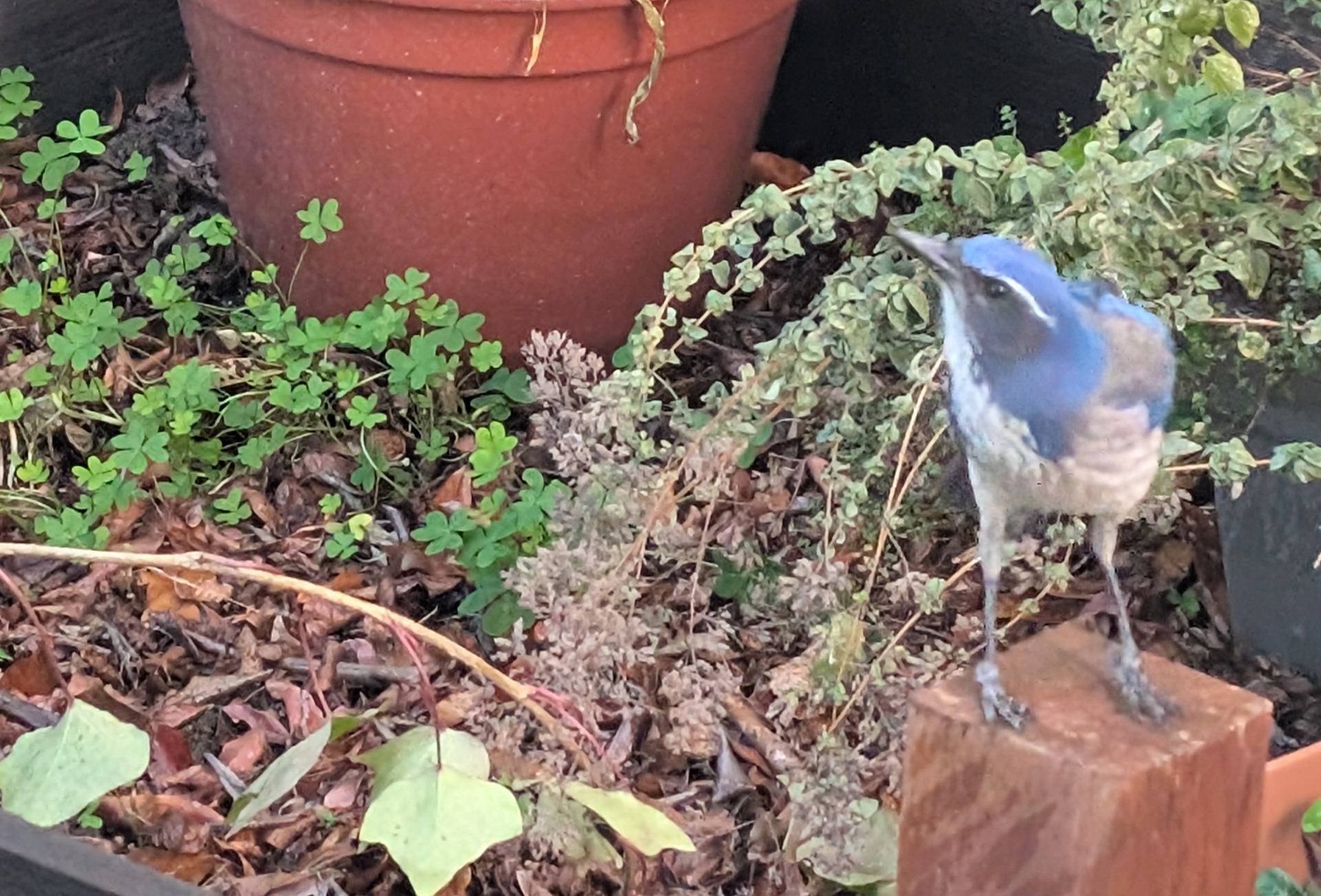 A photo of a bird near some plants